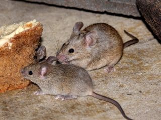 Myši doma: Nikdy nebylo jednodušší se jich zbavit. Kdo to neudělá, koleduje si o obrovský problém