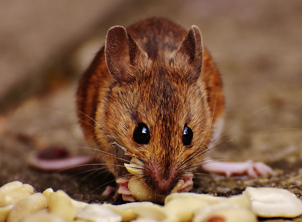Myší potrava