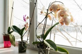 Domácí směs na zalévání orchidejí. Skvěle poslouží obyčejná voda s citrónem