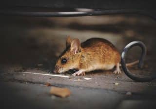 Jak se jednou provždy zbavit myší u vás doma? Odpověď je tak jednoduchá, že zůstanete zaskočeni