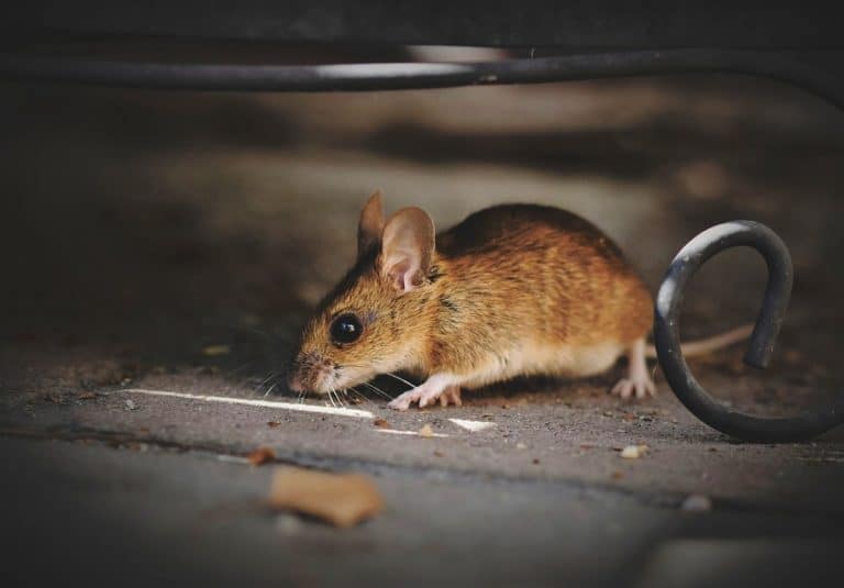 Jak se jednou provždy zbavit myší u vás doma? Odpověď je tak jednoduchá, že zůstanete zaskočeni