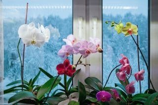 Probuzení zvadlých orchidejí k zářivému květu. Hlavní zbraní je obyčejný citron