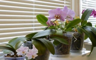 Ošetření vybledlých orchidejí: Klíčové je pravidelné prostříhávání výhonků a správná výživa