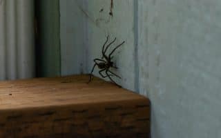 pavouk doma