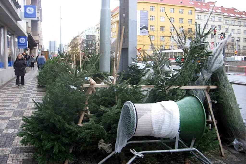 prodej vanocnich stromku 2