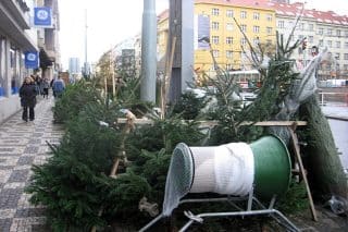 Při nakupování vánočního stromku je třeba si dát pozor na předmět podobný šišce. Jde o hnízdo hmyzu