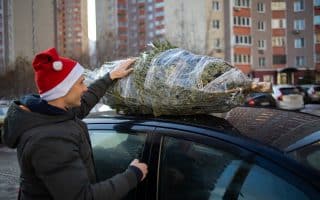 Jak přepravit vánoční stromek, aby nedošlo k jeho poškození. Základní pravidlo zní, nechat si ho zabalit