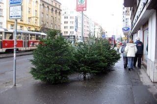 Čas Vánoc s sebou nese každoroční otázku, jestli je výhodnější koupit skutečný, nebo umělý stromek. Porovnali jsme ceny