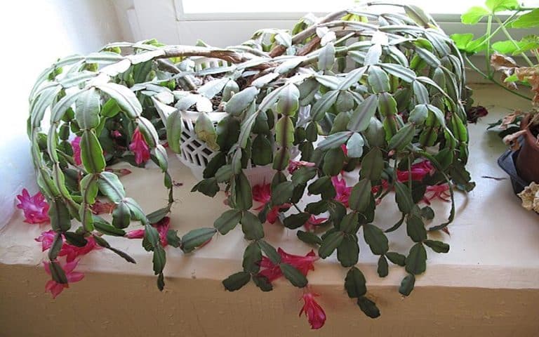 Péče o vánoční kaktus: Za vyzkoušení stojí vitamínová kůra z pomerančového džusu