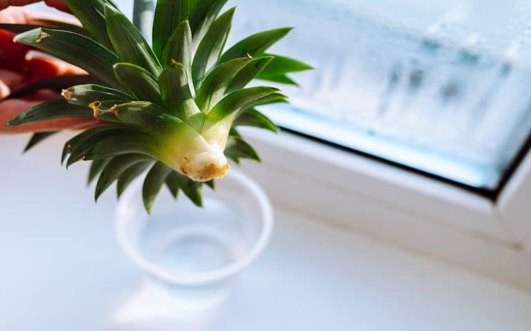 Pěstovat ananas můžete klidně i v paneláku. Bohatě stačí zrecyklovat zbytky ze snědeného plodu a vytrvat