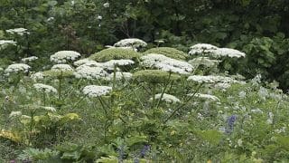 Každý Čech, který má na zahradě 2 nebezpečné druhy rostlin, riskuje astronomickou pokutu 2 000 000 Kč
