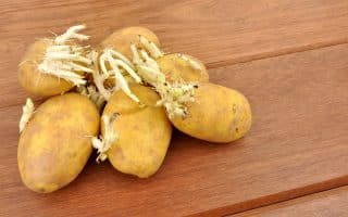 Jak zabránit klíčení brambor, aby vydržely až do jara? Nejdůležitější je výběr správné odrůdy