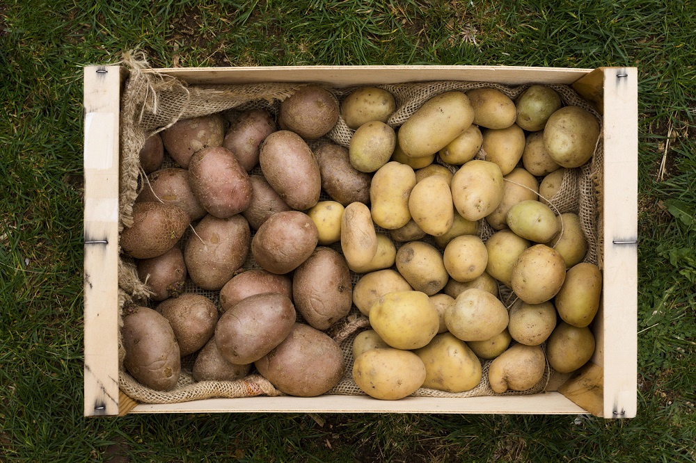 brambory v bedýnce