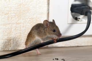 myš v domě