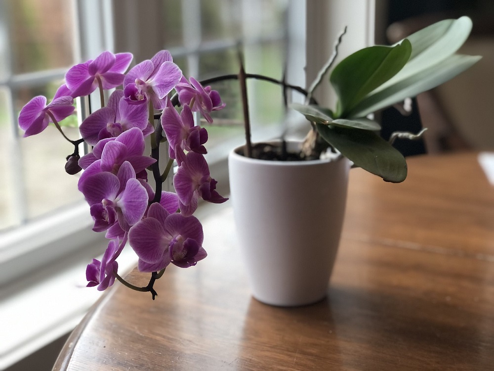orchidej v květináči