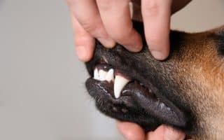 První pomoc pro dusícího se psa: Zásadní je včasná reakce a uvolnění dýchacích cest několika způsoby