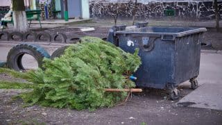Po Vánocích není nutné stromeček vyhazovat. Lze ho zasadit a při správné péči vydrží do dalších let