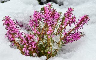 Barevné rostliny, které krásně kvetou i v zimě. Za zmínku stojí vřesovec nebo vilín