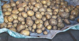 brambory ubrus