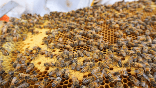 Včelařství v moderní době: Tradiční záliba má ve společnosti své důležité místo