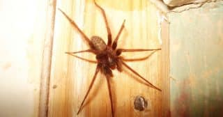 Pavouky z domu zaručeně vyžene droždí. Jeho zápach totiž nesnáší