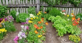 Ne vše si můžete na vlastní zahradě vypěstovat jen tak volně. Naopak – za řadu věcí vám může hrozit nepříjemná pokuta.