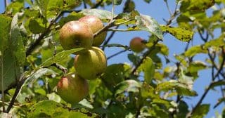 jablon plody jablka