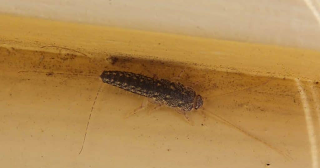 rybenka dlazdice