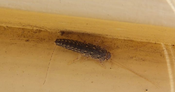 rybenka dlazdice