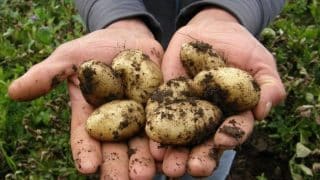 Turecký způsob pěstování brambor: Vyrostou i na balkóně, jedna rostlina vynese až 5 kg