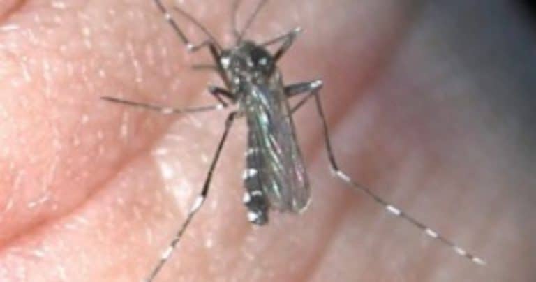 Do Česka se dostal nebezpečný tropický hmyz. Komár tygrovaný přenáší horečku i malárii