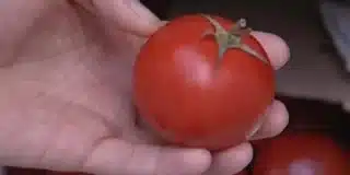 Nálepky z rajčat se nevyplatí vyhazovat. Stačí je nalepit na stopku a zelenina vydrží déle čerstvá