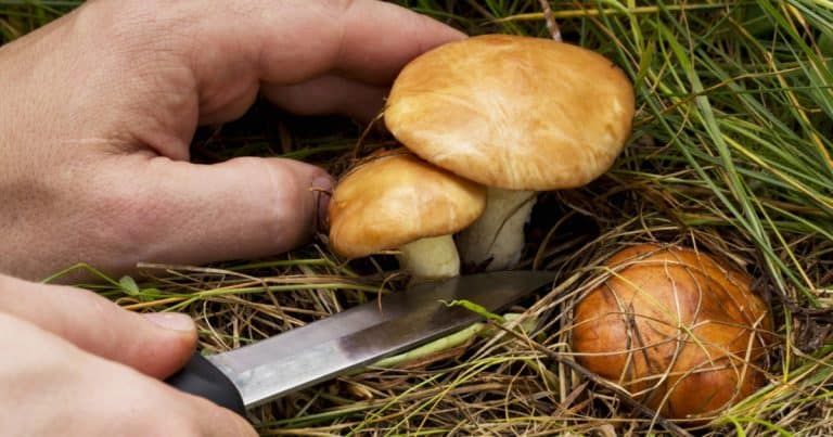 Kdo bude sbírat houby, tomu hrozí pokuta až 2 000 000 Kč. Spousta Čechů už tvrdě narazilo