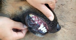 Jak zbavit psa zápachu z tlamy: Čištění zubů je základ, pomůže i kokosový olej