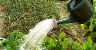 Používáte na své zahradě špatně vodu? Hrozí pokuta až 100 tisíc korun a můžou vás dokonce úplně odstřihnout od přívodu