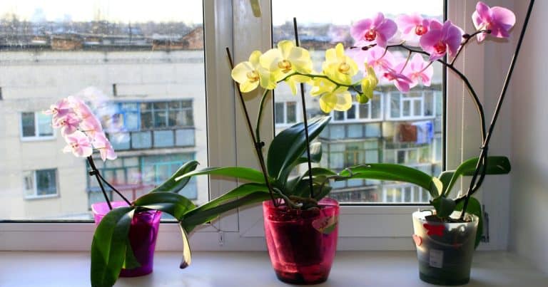 Orchidej se obsype květy: Jednoduchý trik s kávou zachrání i rostlinku na pokraji smrti