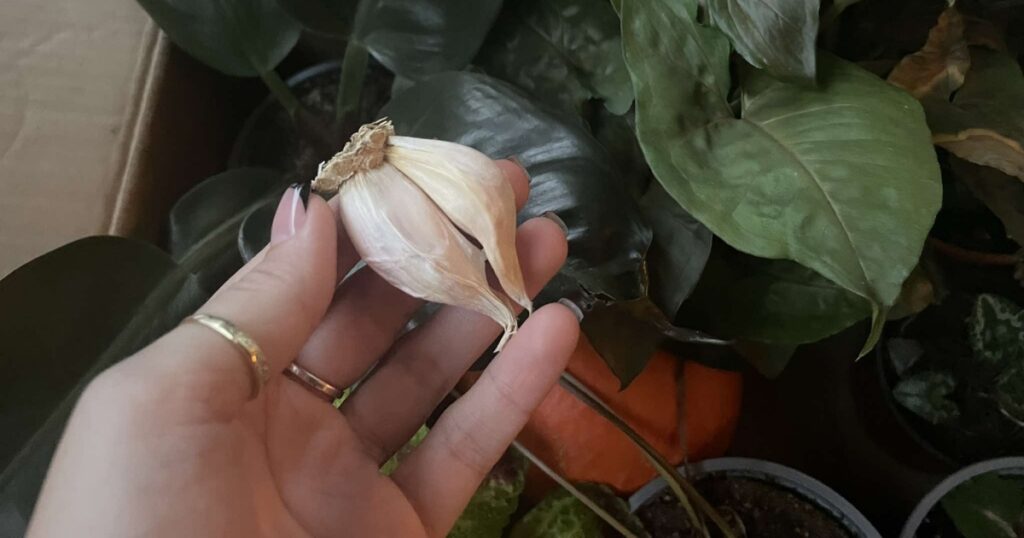 cesnek rostliny pokojovky