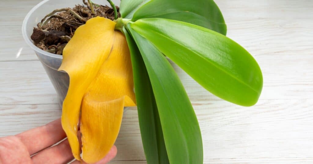 orchidej list usychani