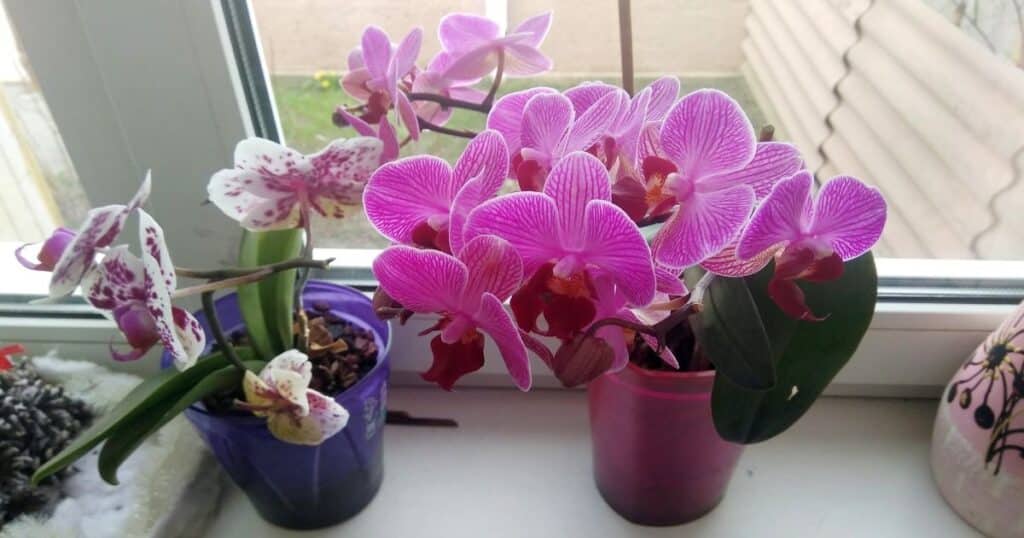 orchideje kvetiny okna