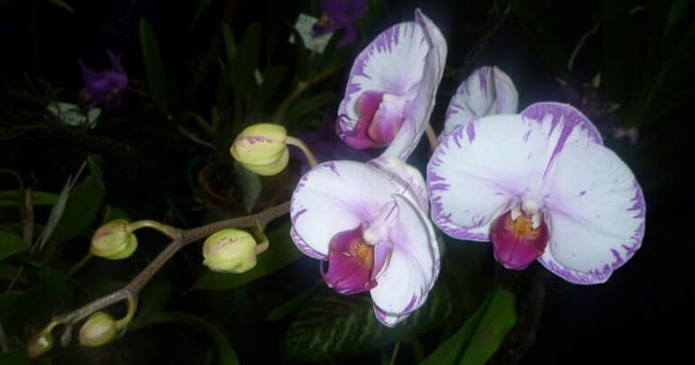 orchidej kvety poupata