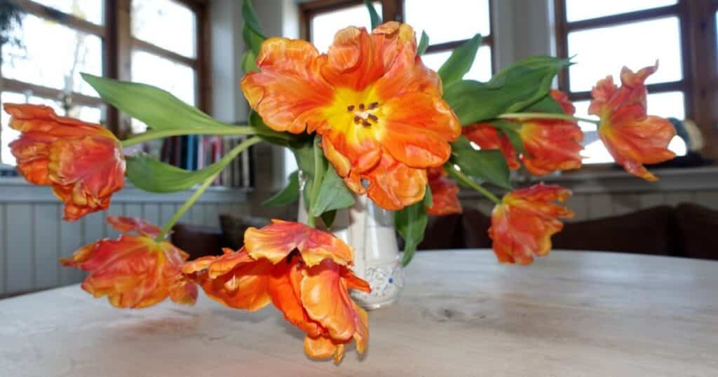 Prodlužte trvanlivost tulipánů a narcisů ve váze – chce to znát pár triků