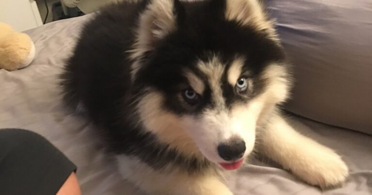 husky stene pes postel