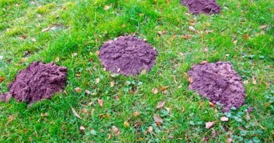 Za drastické hubení krtka můžete schytat pokutu 50 000 Kč. Hodí se zvolit šetrnou metodu, třeba pachový odpuzovač