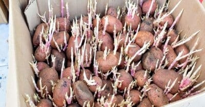 Brambory se dají pěstovat i na balkoně. Duben je ideální čas pro jejich výsadbu