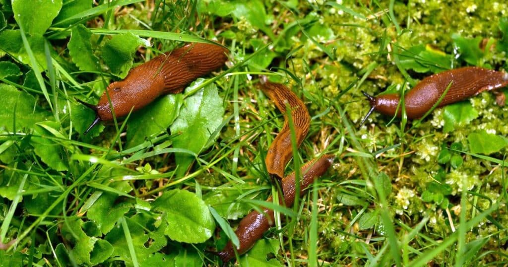 Slimáci dokážou zahradu zlikvidovat mrknutím oka, stejně rychle je však můžete vyhnat.