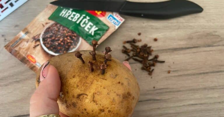 brambora hrebicek koreni