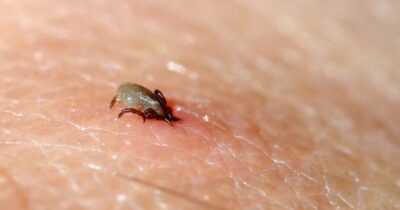 Zasaďte ji na zahradě a od klíšťat a komárů budete mít letos klid. Levandule funguje jako štít