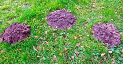 Zbavte se krtka i hryzce. Tenhle jednoduchý fígl ze staré školy opravdu funguje!