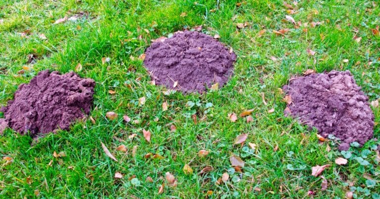 Zbavte se krtka i hryzce. Tenhle jednoduchý fígl ze staré školy opravdu funguje!