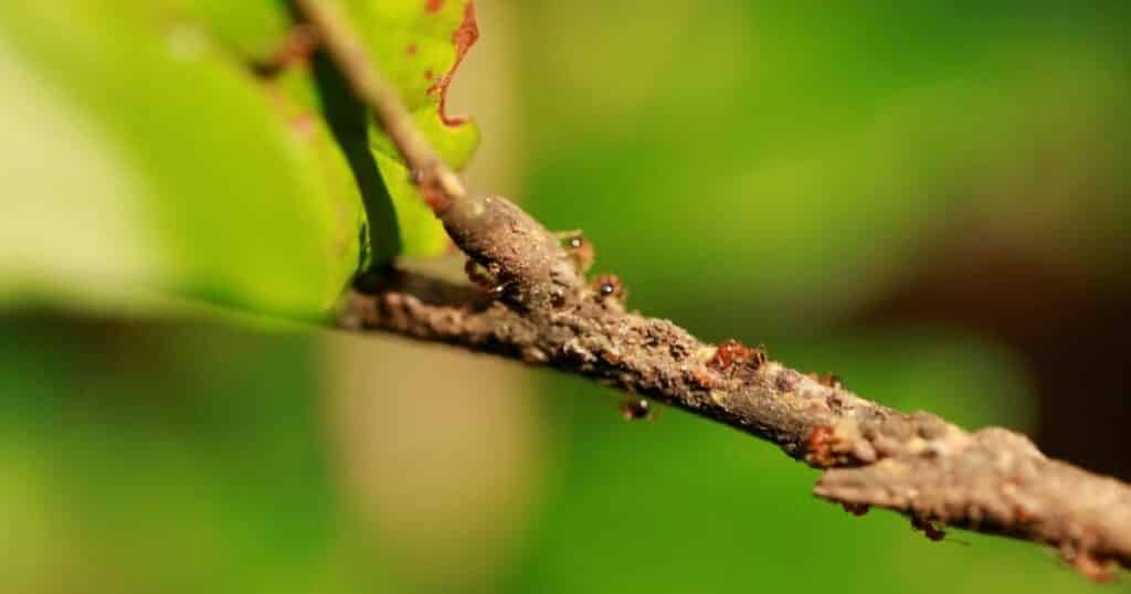 Mravenci – tihle drobečci sice vypadají nevinně, ale když se vám nastěhují do kuchyně nebo se rozlezou po zahradě, rázem je po idylce.